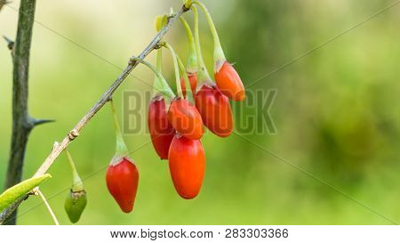 Goji Berry, Or Wolfberry. Ripe Berries On The Twig. Anti Aging Fruit. Closeup.  Lycium Barbarum Or L