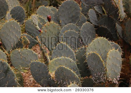 Cacto de Pera prickley