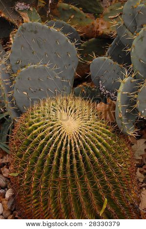 Barril e cactos pêra Prickley