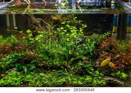 Small Aquarium For Inerior Decoration