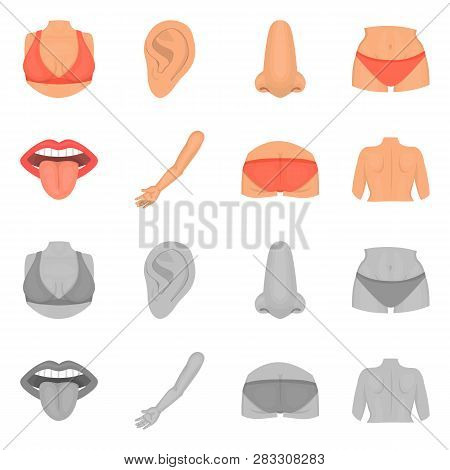 Vector Design Of Body And Part Icon. Collection Of Body And Anatomy Stock Vector Illustration.