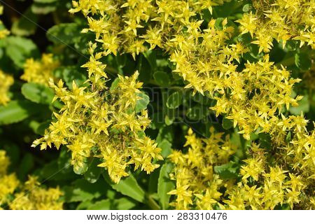 Yellow Stonecrop - Latin Name - Sedum Takesimense (phedimus Takesimensis)