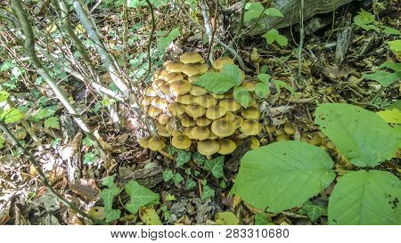 Honey Agarics In The Forest Anastasievsky Glades Tuapsinsky Area