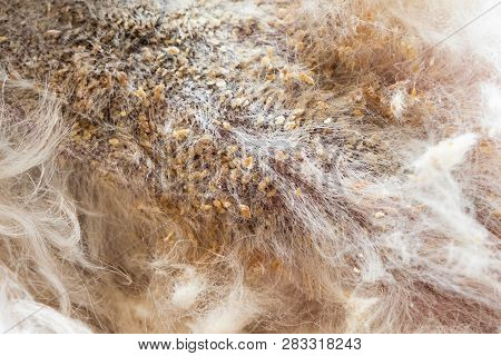 Close-up Of Dog With Bad Yeast And Fungal Infection On Her Skin And Body. Itchy, Darken, Dry Peeling