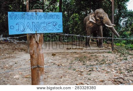 Stressed Elephant,sadly Being Kept Isolated From Public And Other Elephants.doi Suthep Temple.chiang