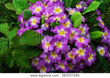 Bunch Evening Primrose Plant Primula Vulgaris Purple First Spring Flower. Background Pattern Colorfu