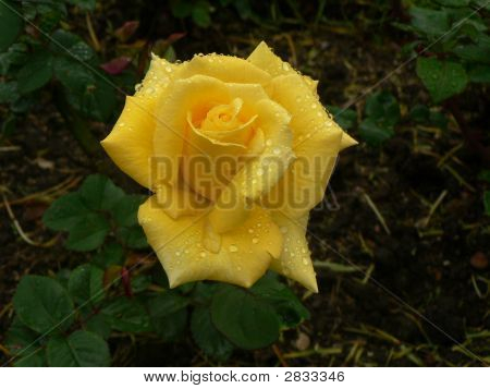 En vacker ros-blomma