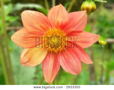 En vacker blomma
