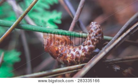 Micro Photo In The Forest Beauty That Is Kept From Something Small That Is Rarely Seen By Many Peopl