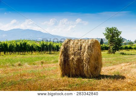 Haycock Vineyard And Cypresses In Sunny Tuscan Countryside, Italy