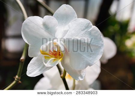 Beautiful Pink Orchid Branch Variety Phalaenopsis Singolo On Abstract Blurred Background