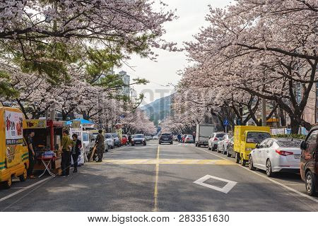 Jinhae, South Korea - March 31, 2016 : Jinhae South Korea, Cherry Blossom In The City