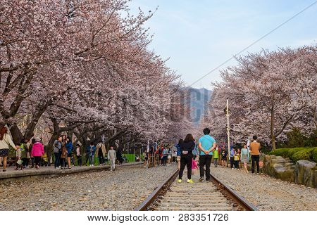 Jinhae, South Korea - March 31, 2016 : Jinhae South Korea, Cherry Blossom At Gyeonghwa Station