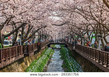 Jinhae, South Korea - March 31, 2016 : Jinhae South Korea, Spring Cherry Blossom At Yeojwacheon Stre