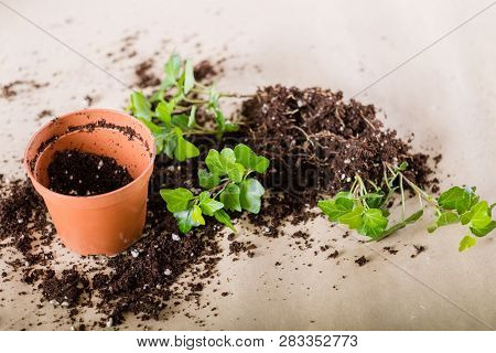 Spring Home Plant Repotting. Houseplant Transplantation Composition. Pot With Removed Seedlings Lyin