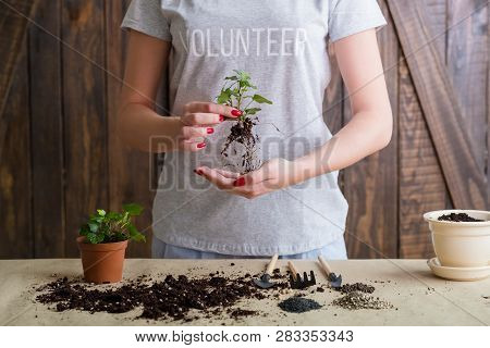Think Green Motto. Nature Care And Protection Concept. Volunteer Engaged In Plant Repotting.