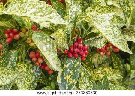 Aucuba Japonica, Commonly Called Spotted Laurel. Garryaceae Family. Foliage And Berries