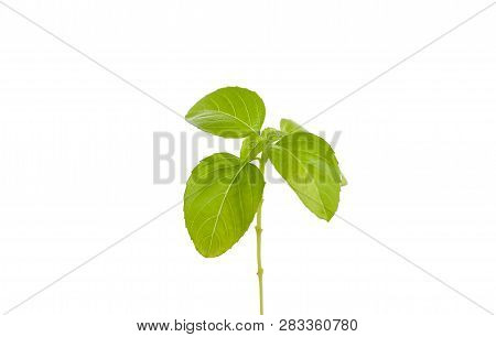 Basil (ocimum Basilicum), Great Basil Or Saint Josephs-wort, Is A Culinary Herb Of The Family Lamiac