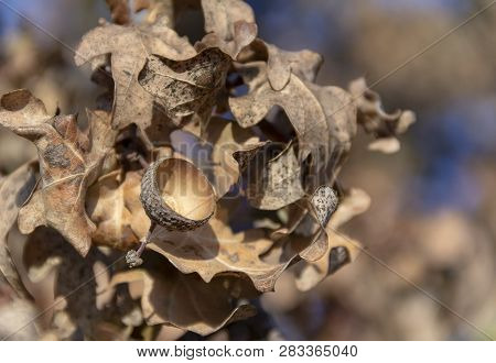 Detail Shot Showing Some Sere Oak Leaves