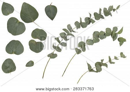 Eucalyptus Cinerea, Silver Dollar; Argyle Apple, Rustic Green Branches, Twigs And Leaves, Isolated O