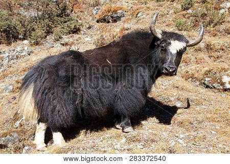 Black Yak (bos Grunniens Or Bos Mutus) On The Way To Everest Base Camp - Nepal