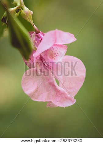 Pink Blossom Of Impatiens Glandulifera Flower
