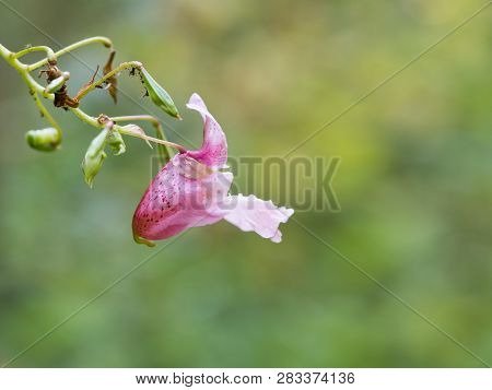 Pink Blossom Of Impatiens Glandulifera Flower