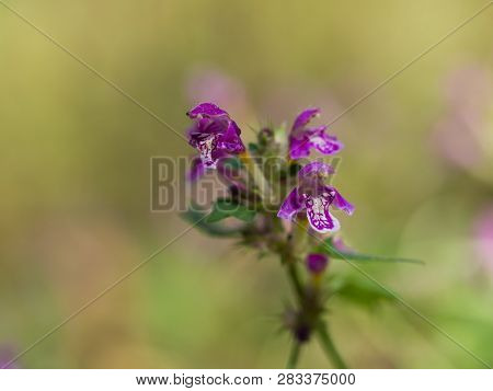 Blossom Of Lamium Maculatum Flower( Spotted Dead-nettle Or Spotted Henbit Or Purple Dragon ) On Sunn