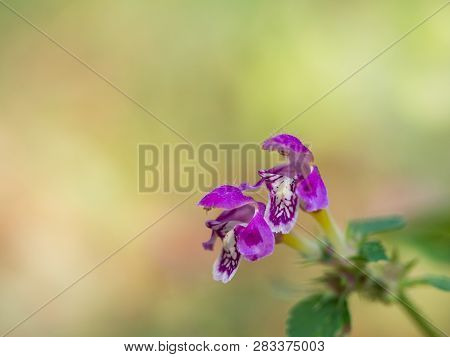 Blossom Of Lamium Maculatum Flower( Spotted Dead-nettle Or Spotted Henbit Or Purple Dragon ) On Sunn