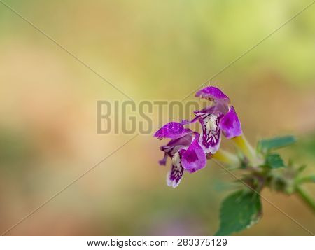 Blossom Of Lamium Maculatum Flower( Spotted Dead-nettle Or Spotted Henbit Or Purple Dragon ) On Sunn