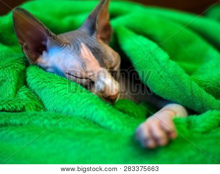 Sphynx Cat Wrapped In A Blanket. Sphinx Asleep In A Green Plaid. Sleeping Sphinx.