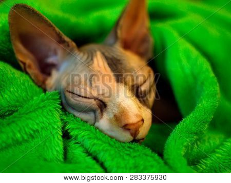 Sphynx Cat Wrapped In A Blanket. Sphinx Asleep In A Green Plaid. Sleeping Sphinx.