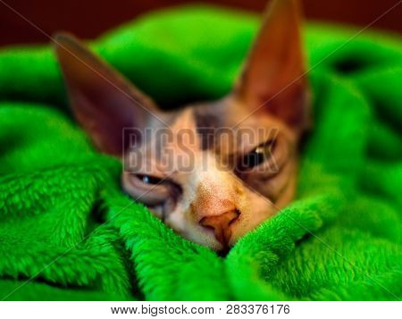 Sphynx Cat Wrapped In A Blanket. Sphinx Asleep In A Green Plaid. Sleeping Sphinx.