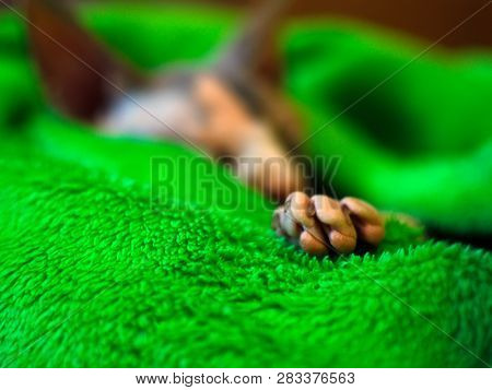 Sphynx Cat Wrapped In A Blanket. Sphinx Asleep In A Green Plaid. Sleeping Sphinx.