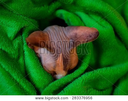 Sphynx Cat Wrapped In A Blanket. Sphinx Asleep In A Green Plaid. Sleeping Sphinx.