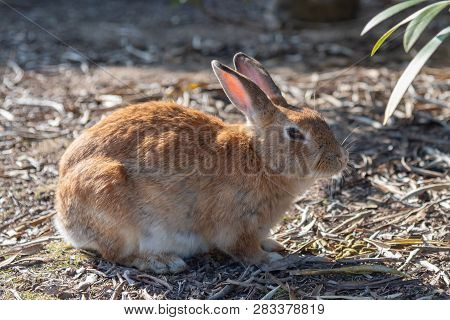 Cute Wild Rabbits On Image & Photo (Free Trial) | Bigstock