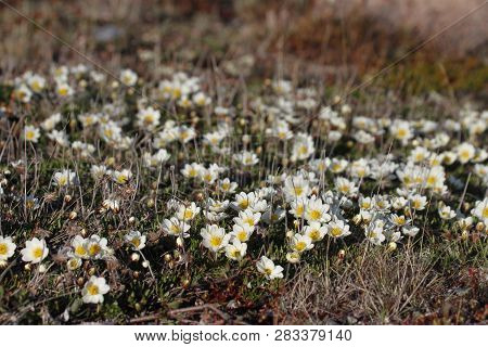 Arctic Mountain Avens Or Alpine Dryad, Forming A Large Colony Of Plants On The Arctic Tundra That Ar