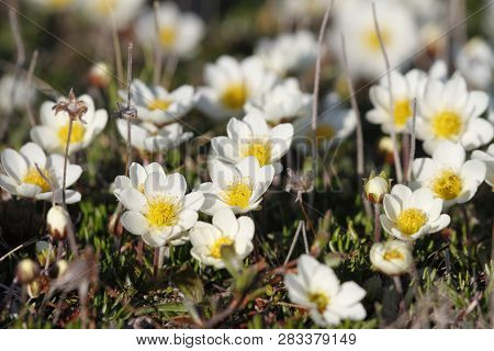 Arctic Mountain Avens Or Alpine Dryad, Forming A Large Colony Of Plants On The Arctic Tundra That Ar