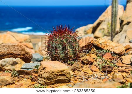 Lone Round Cactus With Red Thorns In Arikok National Park