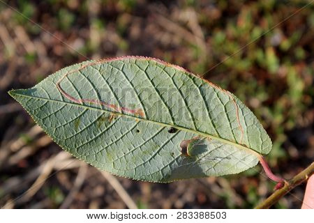 Mine Of Lyonetia Clerkella (apple Leaf-miner) On Green Leaf Of Bird Cherry Or Hackberry (prunus Padu