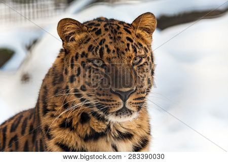 Closeup Of A Far Eastern (amur) Leopard With Snow In The Background