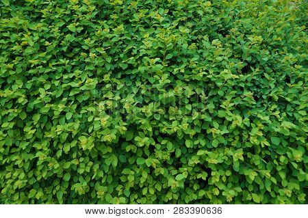 Spring. A Green Wall, A Carpet Of Thousands Of Tiny, Newly Developed Leaves.