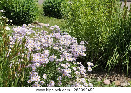 Flowers Of Symphyotrichum Novae-angliae (syn. Aster Novae-angliae) Or New England Aster In Garden De