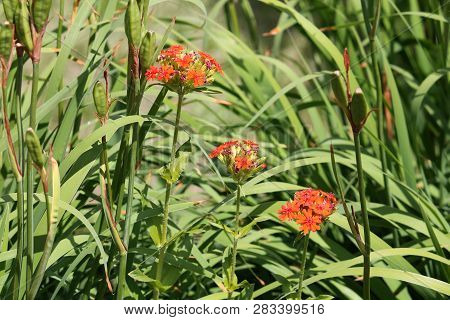 Red Flowers Of Lychnis Chalcedonica Or Maltese Cross Plant In Garden