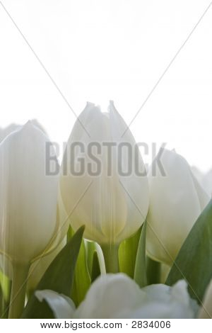 Tulp 1