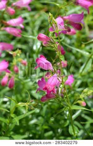 Red Rocks Beard Tongue - Latin Name - Penstemon X Mexicali Red Rocks