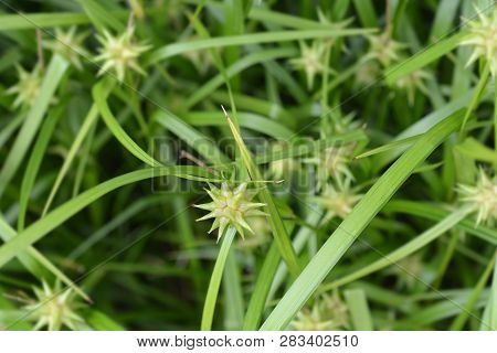 Grays Sedge - Latin Name - Carex Grayi