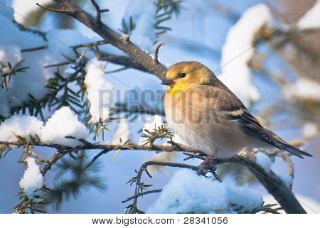 Goldfinch Perched In The Snow