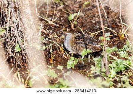 Waterbird Sora Rail At Terra Nova Park,  Richmond Bc Canada , Feb. 2019