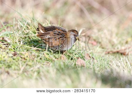 Waterbird Sora Rail At Terra Nova Park,  Richmond Bc Canada , Feb. 2019